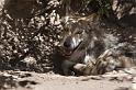 125 Arizona-Sonora Desert Museum, Wolf